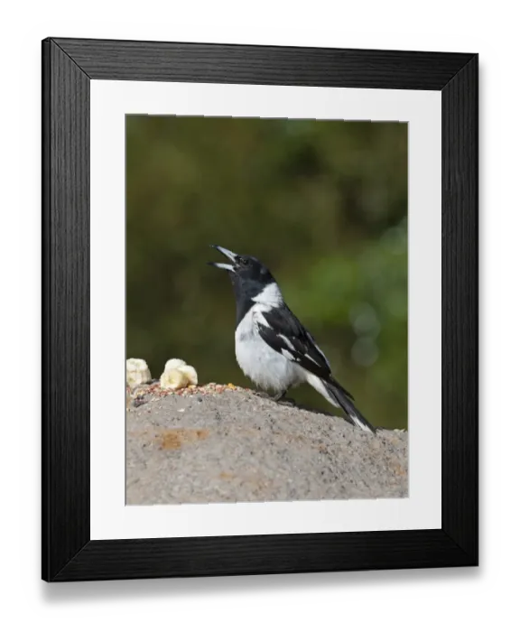 Framed Print : Pied Butcherbird Cracticus nigrogularis Queensland Australia Framed Print : Pied Butcherbird Cracticus nigrogularis Queensland Australia
