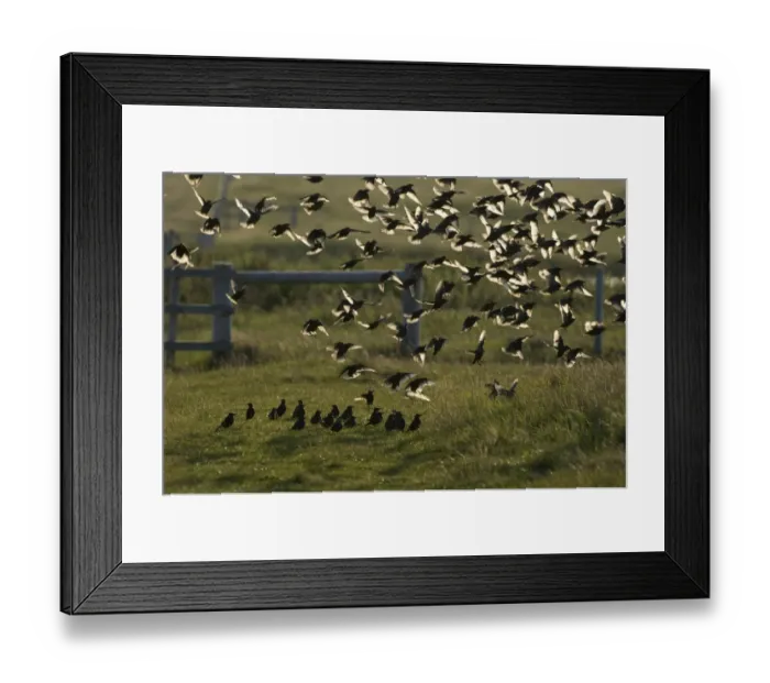 Framed Print : Starlings Sturnus vulgarus post breeding flock at Cley late summer Norfolk Framed Print : Starlings Sturnus vulgarus post breeding flock at Cley late summer Norfolk