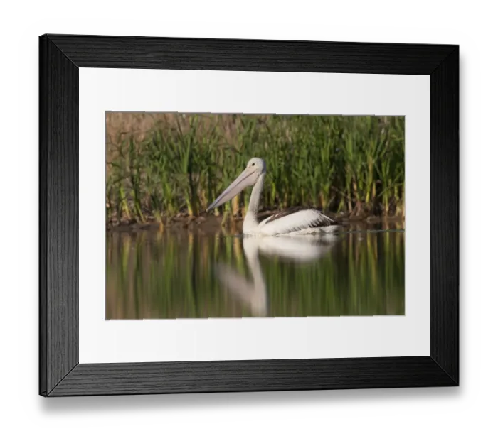 Framed Print : 007068 Framed Print : 007068