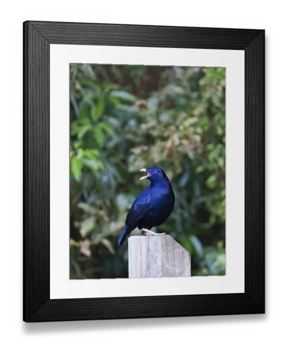 Framed Print : Satin Bowerbird Ptilonorhynchus violaceus male calling near bower Lamington NP Queensland Framed Print : Satin Bowerbird Ptilonorhynchus violaceus male calling near bower Lamington NP Queensland