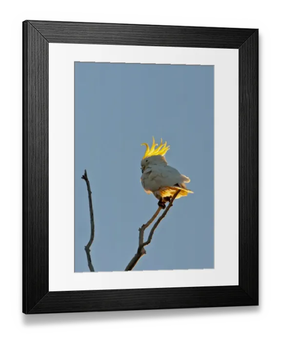 Framed Print : Sulphur-crested Cockatoo Cacatua galerita Miles Queensland Australia