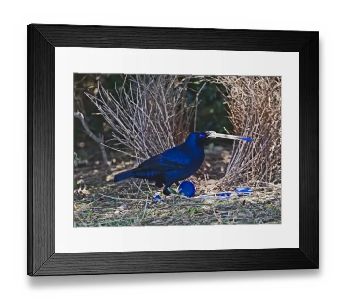Framed Print : Satin Bowerbird Ptilonorhynchus violaceus male depositing blue pen at bower Lamington Framed Print : Satin Bowerbird Ptilonorhynchus violaceus male depositing blue pen at bower Lamington