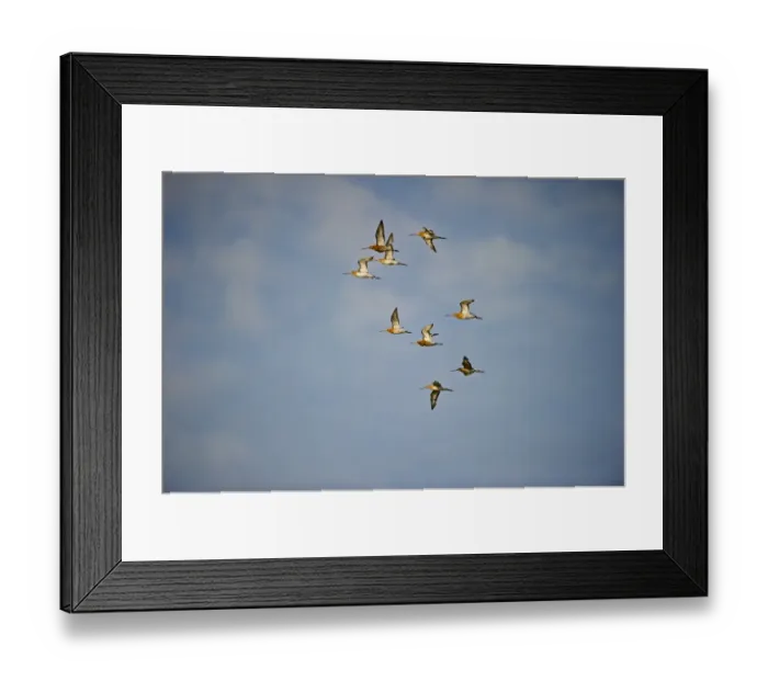 Framed Print : Black-tailed Godwit Limosa limosa flock Cley Norfolk spring Framed Print : Black-tailed Godwit Limosa limosa flock Cley Norfolk spring