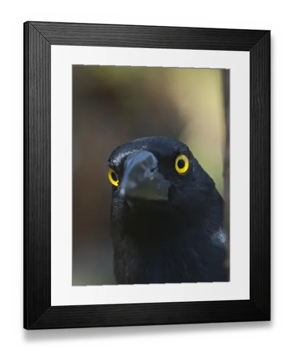 Framed Print : Pied Currawong Strepera graculina Queensland Australia Framed Print : Pied Currawong Strepera graculina Queensland Australia