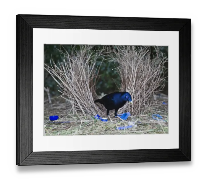 Framed Print : Satin Bowerbird male at bower Lamington NP Queensland Australia Framed Print : Satin Bowerbird male at bower Lamington NP Queensland Australia
