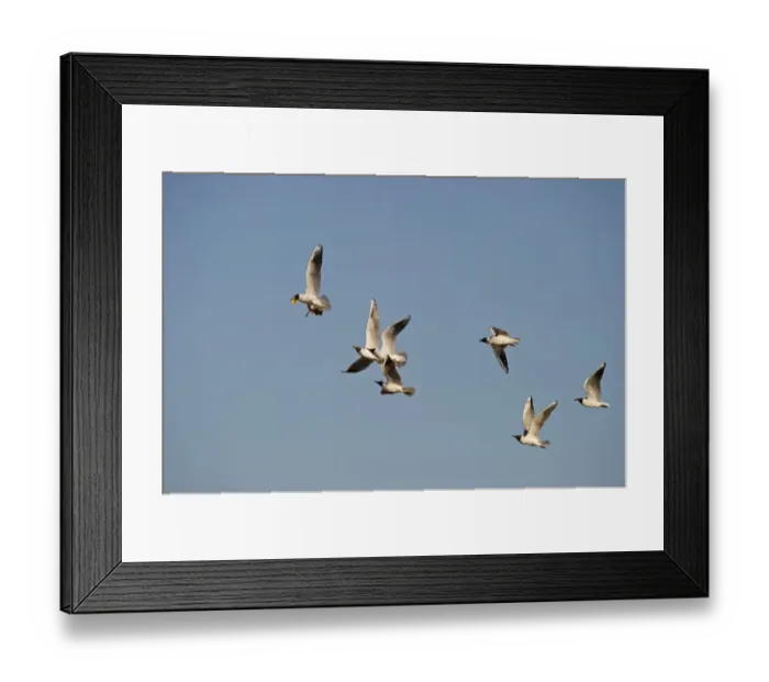 Framed Print : Black-headed Gulls Croicocicephalus ridibundus chasing lead bird that has stolen Framed Print : Black-headed Gulls Croicocicephalus ridibundus chasing lead bird that has stolen