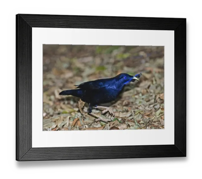 Framed Print : Satin Bowerbird Ptilonorhynchus violaceus male collecting blue feather for bower Framed Print : Satin Bowerbird Ptilonorhynchus violaceus male collecting blue feather for bower