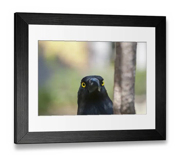 Framed Print : Pied Currawong Strepera graculina Queensland Australia