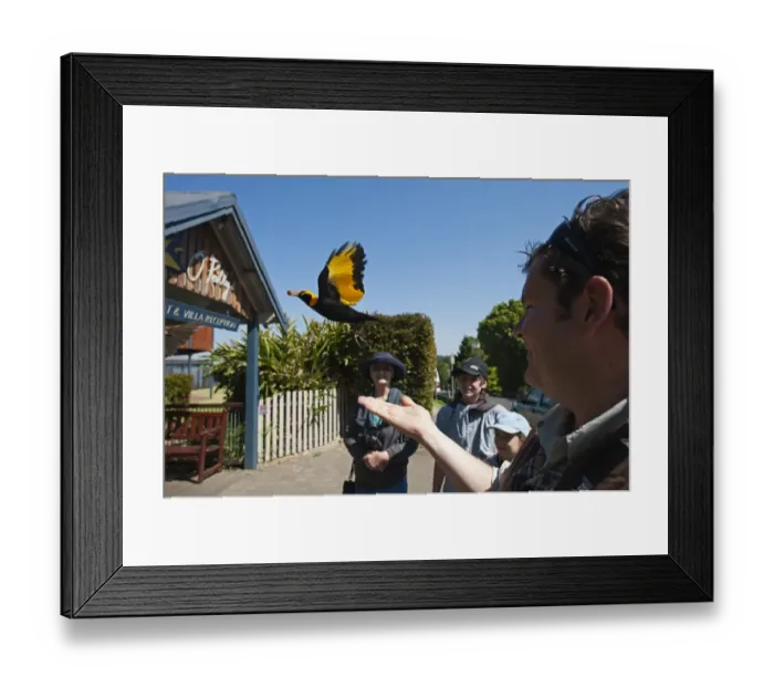 Framed Print : Regent Bowerbird Sericulus chrysocephalus male O Reillys Lamington NP Queensland Framed Print : Regent Bowerbird Sericulus chrysocephalus male O Reillys Lamington NP Queensland