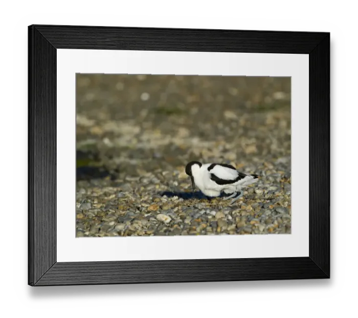 Framed Print : Avocet Recurvirostra avocetta at nest with eggs Norfolk spring Framed Print : Avocet Recurvirostra avocetta at nest with eggs Norfolk spring