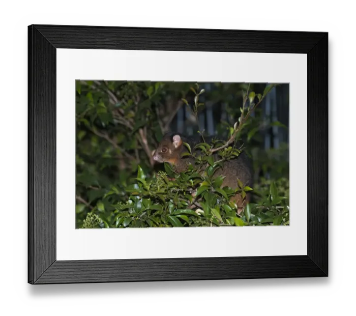 Framed Print : 007107 Framed Print : 007107