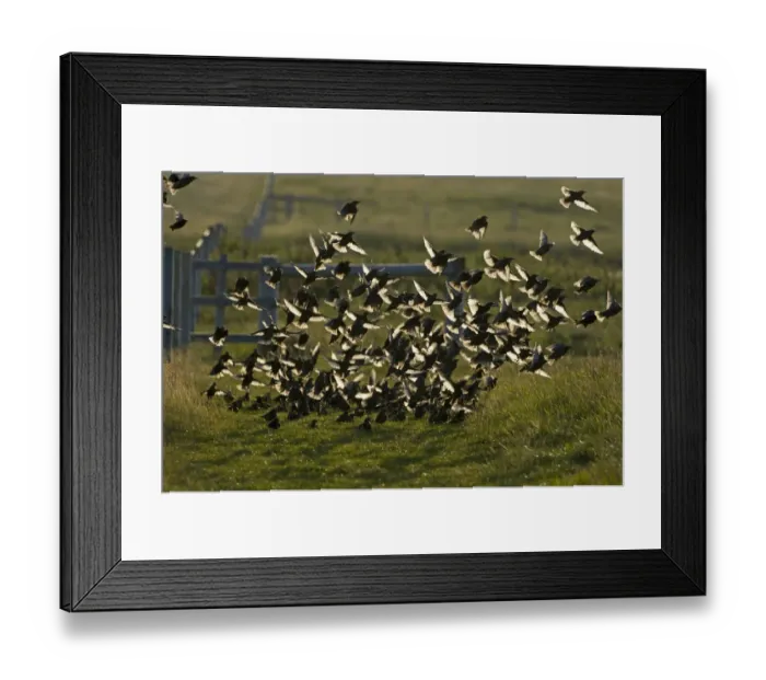 Framed Print : Starlings Sturnus vulgarus juveniles Shetland June Framed Print : Starlings Sturnus vulgarus juveniles Shetland June
