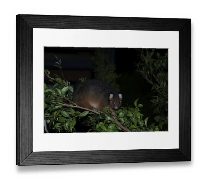Framed Print : 007109 Framed Print : 007109