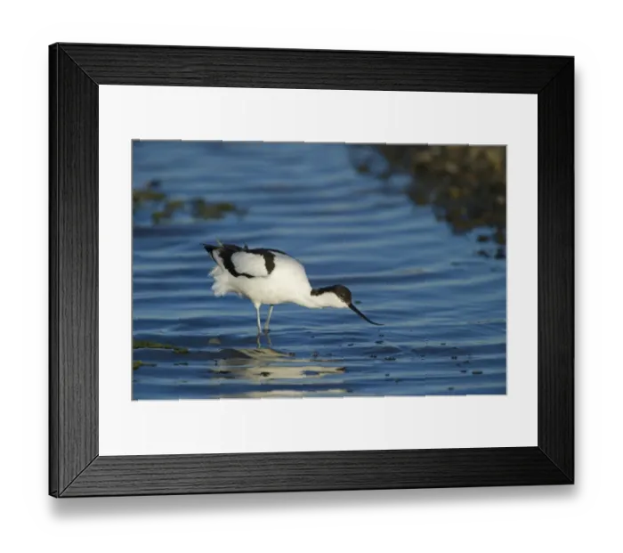Framed Print : Avocet Avocetta recurvirostra Salthouse Norfolk summer Framed Print : Avocet Avocetta recurvirostra Salthouse Norfolk summer