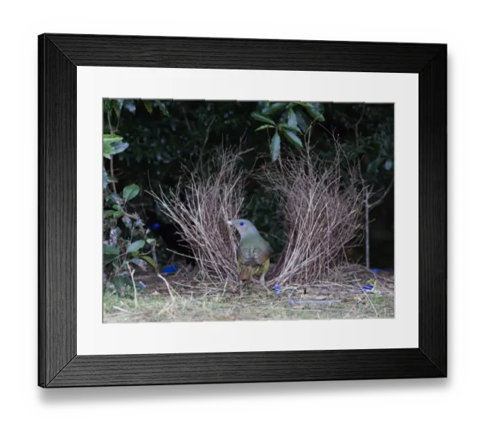 Framed Print : Satin Bowerbird Ptilonorhynchus violaceus femalevisiting bower Lamington NP Queensland Framed Print : Satin Bowerbird Ptilonorhynchus violaceus femalevisiting bower Lamington NP Queensland