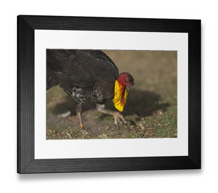 Framed Print : Australian Brush Turkey Alectura lathami Noosa Queensland Australia Framed Print : Australian Brush Turkey Alectura lathami Noosa Queensland Australia