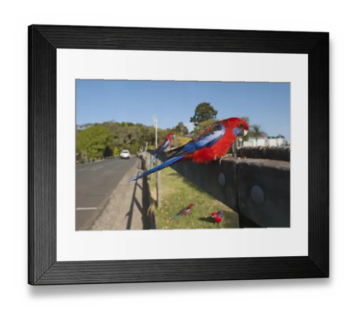 Framed Print : Crimson Rosella Platycercus elegans at O Reillys Lamington NP Queensland Australia