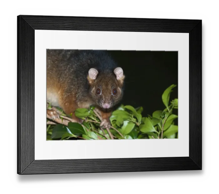 Framed Print : 007108 Framed Print : 007108