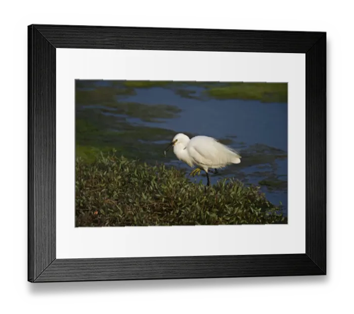 Framed Print : Little Egret Egretta garzetta Clay Norfolk spring Framed Print : Little Egret Egretta garzetta Clay Norfolk spring