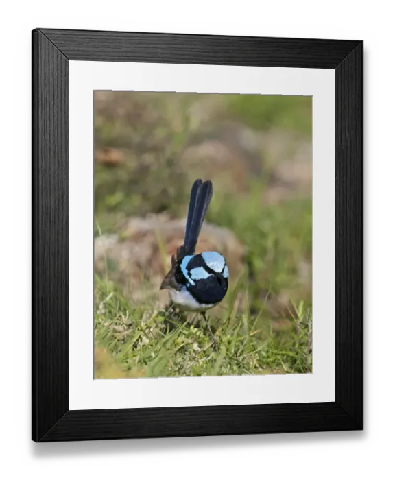 Framed Print : Superb Fairy-wren Malurus cyaneus male Queensland Australia Framed Print : Superb Fairy-wren Malurus cyaneus male Queensland Australia