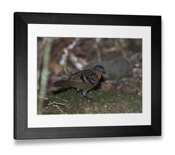 Framed Print : Logrunner Orthonyx temmincki female Lamington NP Queensland Australia Framed Print : Logrunner Orthonyx temmincki female Lamington NP Queensland Australia