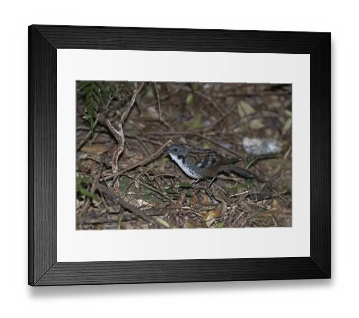 Framed Print : Logrunner Orthonyx temmincki male Lamington NP Queensland Australia Framed Print : Logrunner Orthonyx temmincki male Lamington NP Queensland Australia