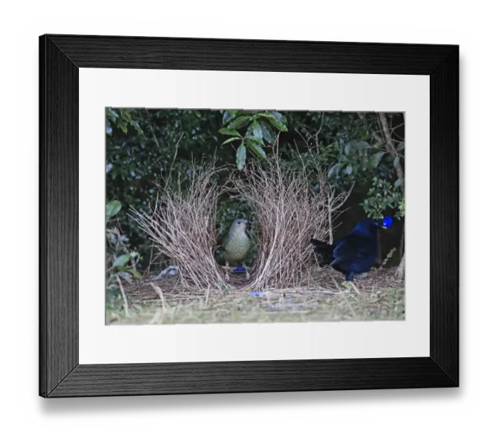 Framed Print : Satin Bowerbird Ptilonorhynchus violaceus female visiting bower Lamington NP Queensland Framed Print : Satin Bowerbird Ptilonorhynchus violaceus female visiting bower Lamington NP Queensland