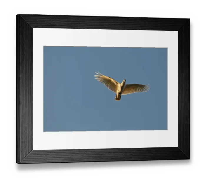 Framed Print : Sulphur-crested Cockatoo Cacatua galerita Miles Queensland Australia Framed Print : Sulphur-crested Cockatoo Cacatua galerita Miles Queensland Australia