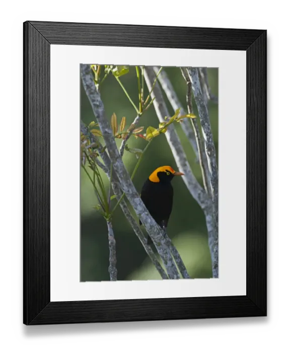 Framed Print : Regent Bowerbird Sericulus chrysocephalus male O Reillys Lamington NP Queensland Framed Print : Regent Bowerbird Sericulus chrysocephalus male O Reillys Lamington NP Queensland