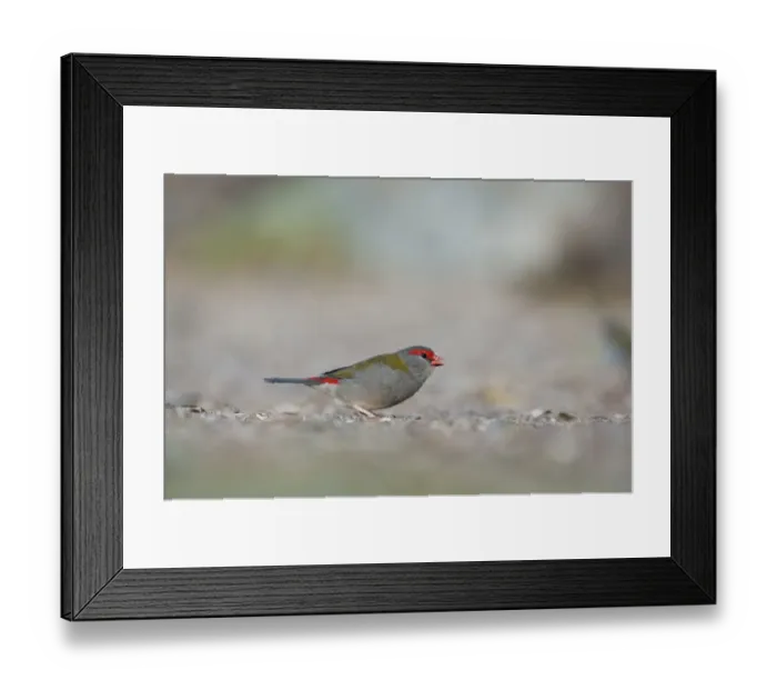 Framed Print : Red-browed Firetail Neochmia temporalis Lamington NP Queensland Australia