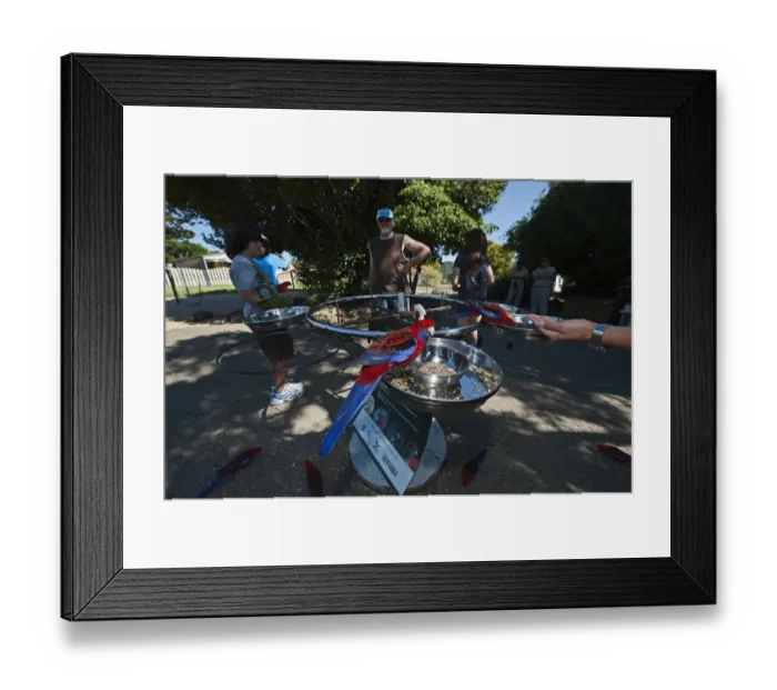 Framed Print : Crimson Rosellas Platycercus elegans being fed at O Rellys Lamington NP Queensland Framed Print : Crimson Rosellas Platycercus elegans being fed at O Rellys Lamington NP Queensland