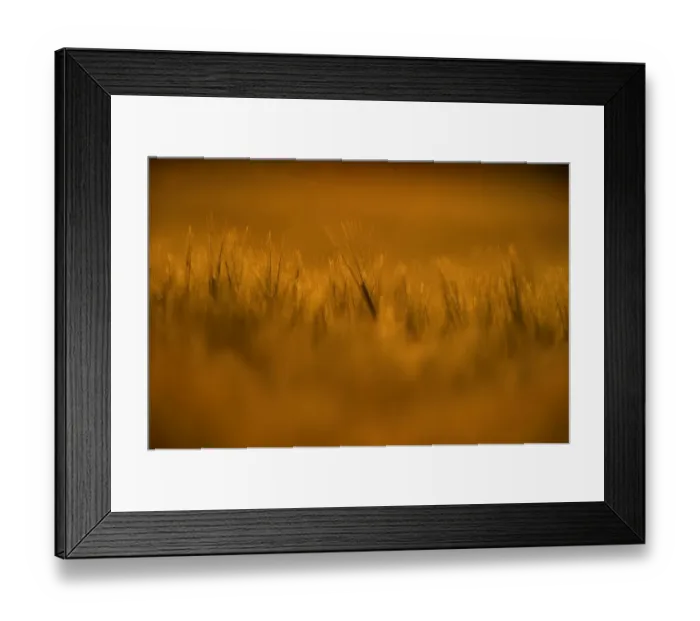 Framed Print : Barley in field at sunset Norfolk summer Framed Print : Barley in field at sunset Norfolk summer