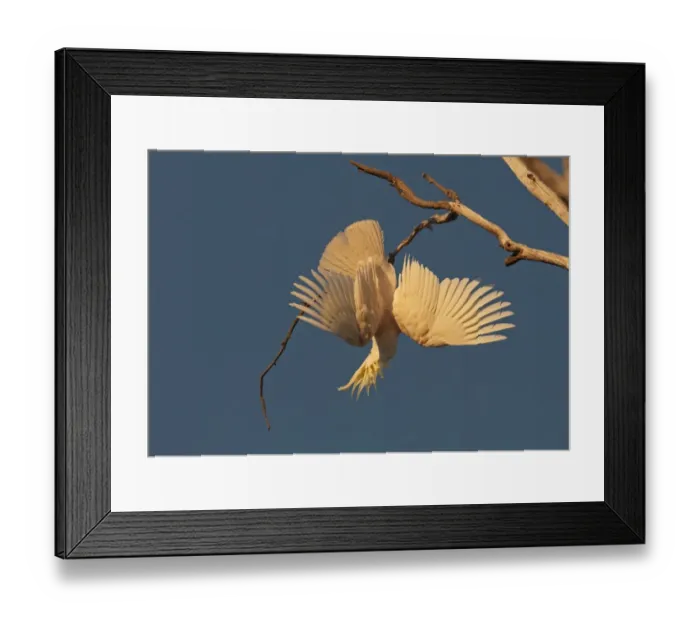 Framed Print : Sulphur-crested Cockatoo Cacatua galerita Miles Queensland Australia Framed Print : Sulphur-crested Cockatoo Cacatua galerita Miles Queensland Australia