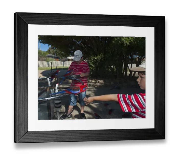 Framed Print : Crimson Rosellas Platycercus elegans being fed at O Rellys Lamington NP Queensland Framed Print : Crimson Rosellas Platycercus elegans being fed at O Rellys Lamington NP Queensland