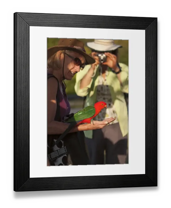 Framed Print : King Parrot Alisterus scapularis male being fed at O Reillys Lamington NP Queensland Framed Print : King Parrot Alisterus scapularis male being fed at O Reillys Lamington NP Queensland