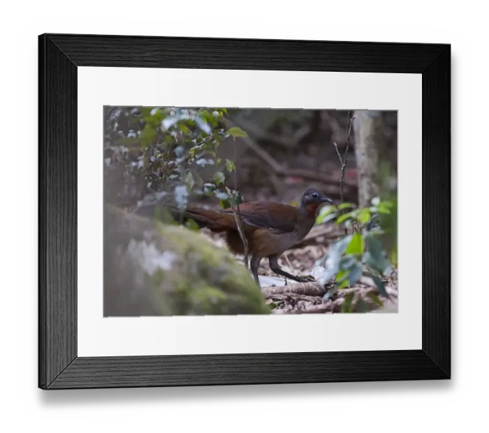 Framed Print : Alberts Lyrebird Menura alberti male McPherson Range Australia Framed Print : Alberts Lyrebird Menura alberti male McPherson Range Australia