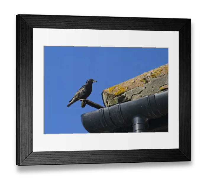 Framed Print : Starling Sturnus vulgarus at nest in eaves of house Norfolk summer Framed Print : Starling Sturnus vulgarus at nest in eaves of house Norfolk summer