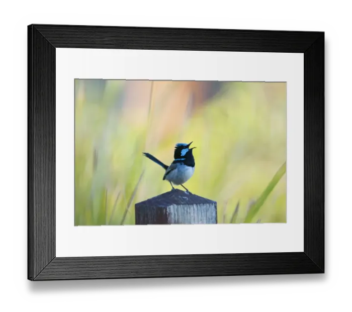 Framed Print : Superb Fairy-wren Malurus cyaneus in song in garden Queensland Australia Framed Print : Superb Fairy-wren Malurus cyaneus in song in garden Queensland Australia