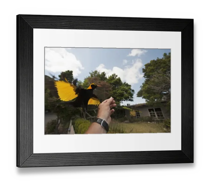 Framed Print : Regent Bowerbird Sericulus chrysocephalus male O Reillys Lamington NP Queensland