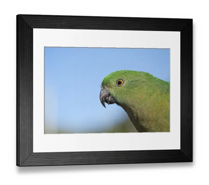 Framed Print : Australian King Parrot Alisterus scapularis female Lamington NP Queensland Australia