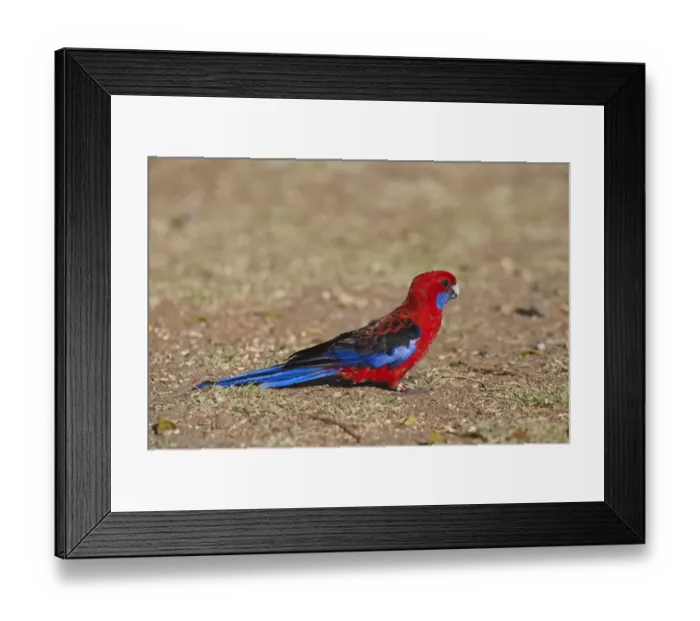 Framed Print : Crimson Rosella Platycercus elegans at O Reillys Lamington NP Queensland Australia Framed Print : Crimson Rosella Platycercus elegans at O Reillys Lamington NP Queensland Australia