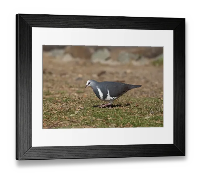 Framed Print : Wonga Pigeon Leucosarcia melanoleuca Lamington NP Queensland Australia Framed Print : Wonga Pigeon Leucosarcia melanoleuca Lamington NP Queensland Australia