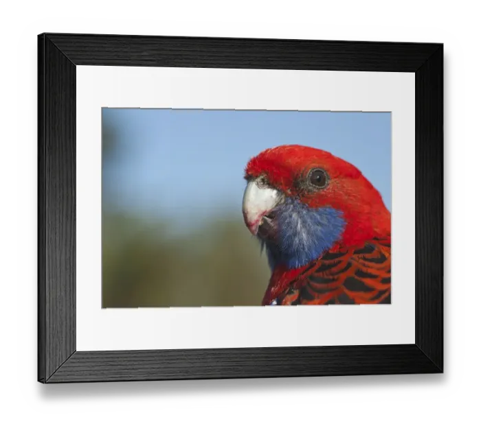Framed Print : Crimson Rosella Platycercus elegans Lamington NP Queensland Australia Framed Print : Crimson Rosella Platycercus elegans Lamington NP Queensland Australia