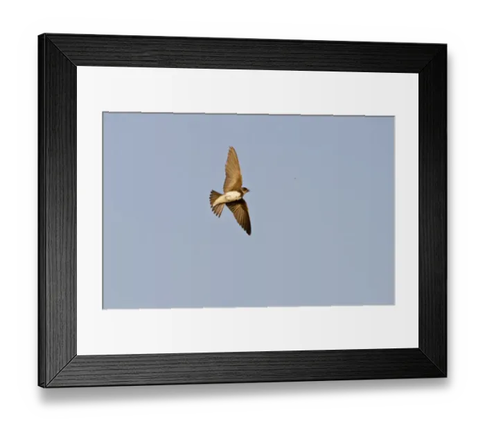 Framed Print : Sand Martin Riparia riparia Norfolk summer