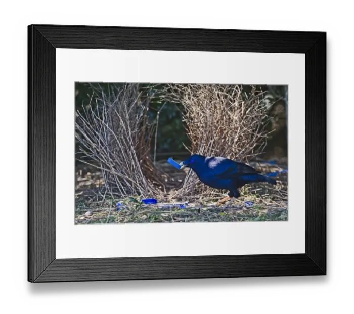 Framed Print : Satin Bowerbird Ptilonorhynchus violaceus male collecting blue bottle top for bower Framed Print : Satin Bowerbird Ptilonorhynchus violaceus male collecting blue bottle top for bower