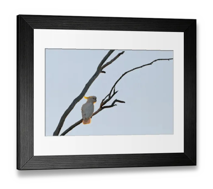 Framed Print : Sulphur-crested Cockatoo Cacatua galerita Miles Queensland Australia