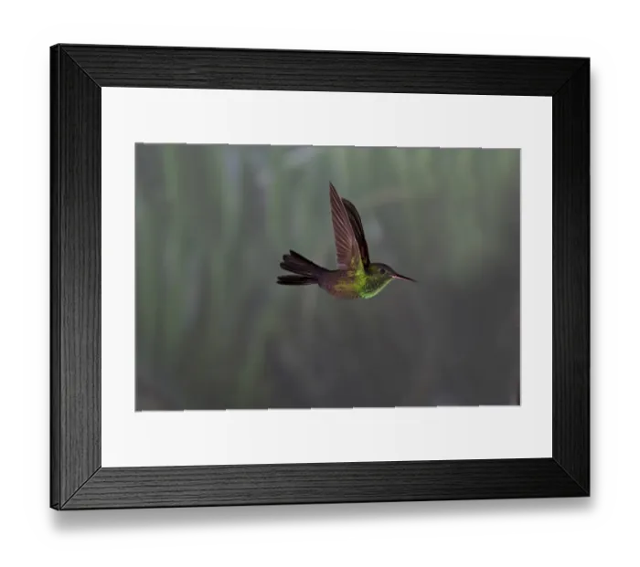 Framed Print : Red-footed Plumeleteer Chalybura urochrysia male Costa Rica Framed Print : Red-footed Plumeleteer Chalybura urochrysia male Costa Rica