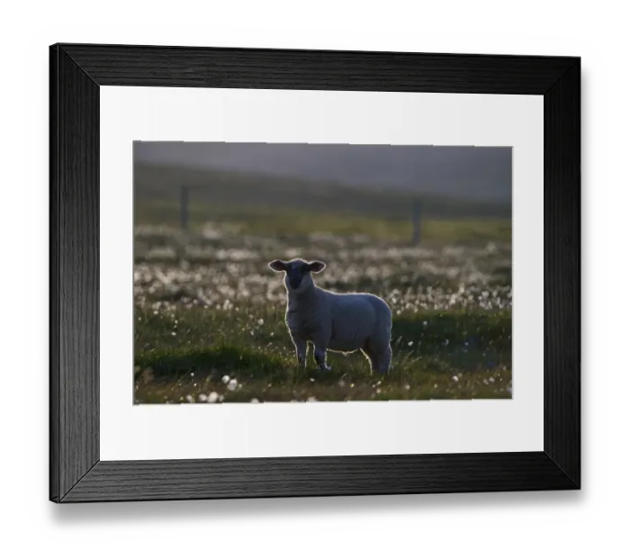 Framed Print : Shetland lamb on Unst Shetland June Framed Print : Shetland lamb on Unst Shetland June