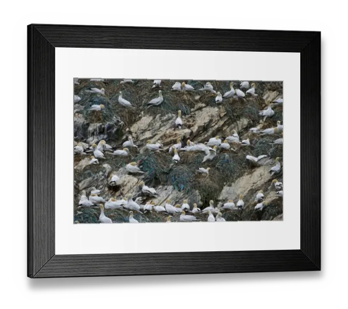 Framed Print : Gannet Sula bassana breeding colony at Hermaness National Nature Reserve on Unst Framed Print : Gannet Sula bassana breeding colony at Hermaness National Nature Reserve on Unst