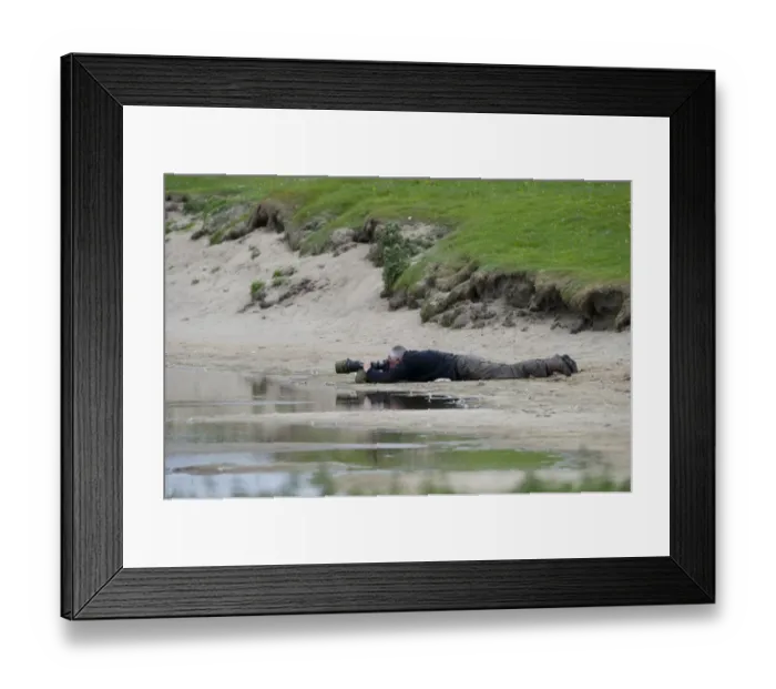 Framed Print : Wildlife photographer Chris Gomersall photographing Great Skuas on Fetlar Shetland June Framed Print : Wildlife photographer Chris Gomersall photographing Great Skuas on Fetlar Shetland June